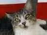 Gato ra a srd tricolor idade  nome BENEDITA 