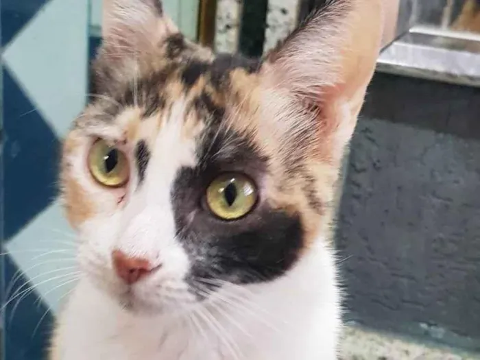 Gato ra a Felino SRD idade 7 a 11 meses nome Juma