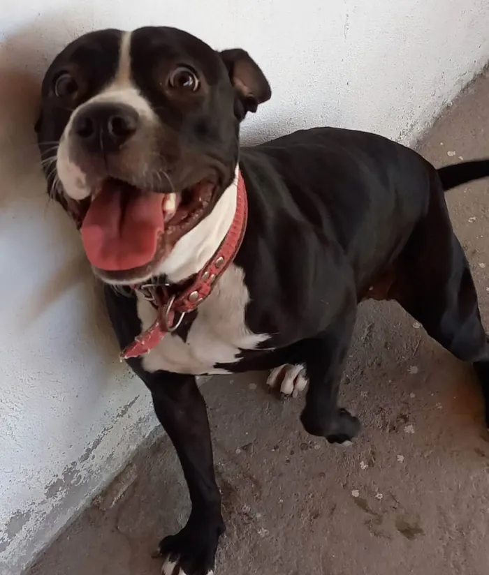 Cachorro ra a Pitbull idade 2 anos nome Dara