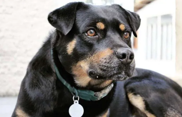 Cachorro ra a SRD/rottweiler  idade 5 anos nome Nuno