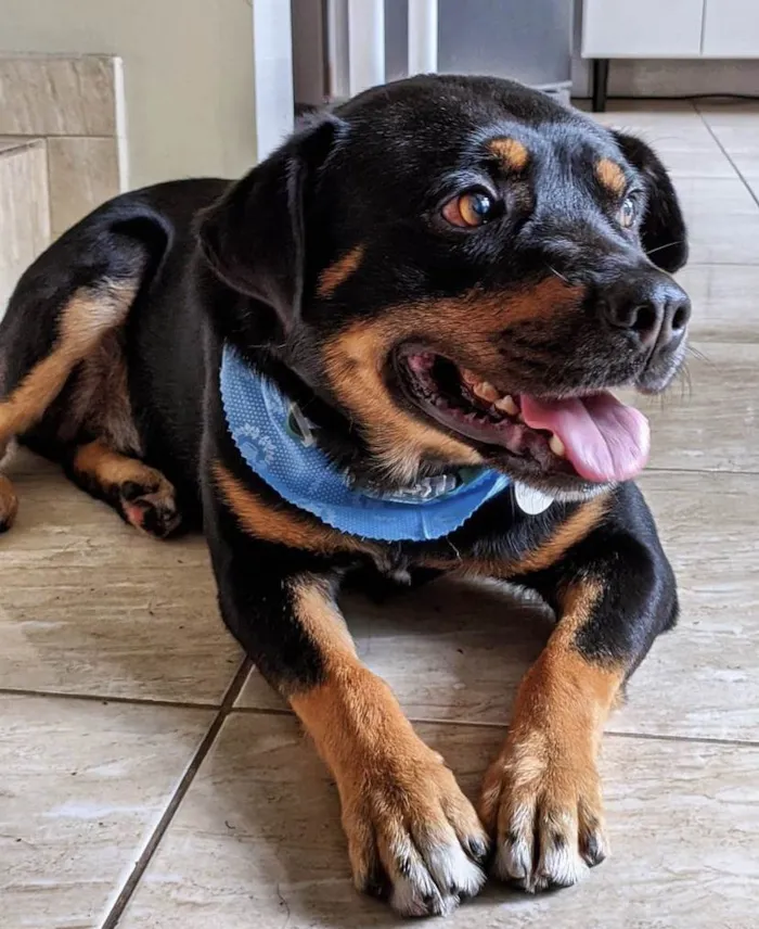 Cachorro ra a SRD/rottweiler  idade 5 anos nome Nuno