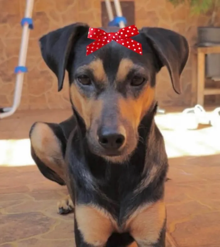 Cachorro ra a Mestiça  idade 2 anos nome Nala 