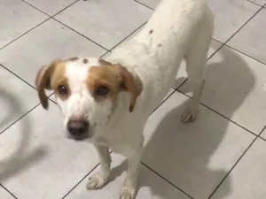 Cachorro raça Srd idade 3 anos nome Julie