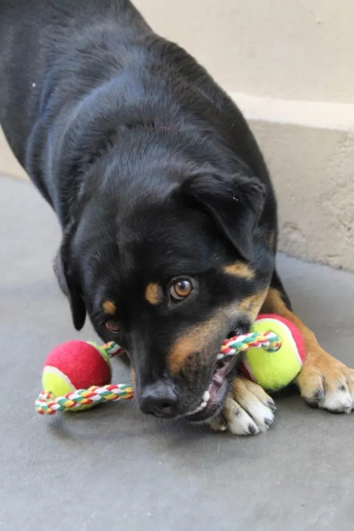 Cachorro ra a SRD/rottweiler  idade 5 anos nome Nuno