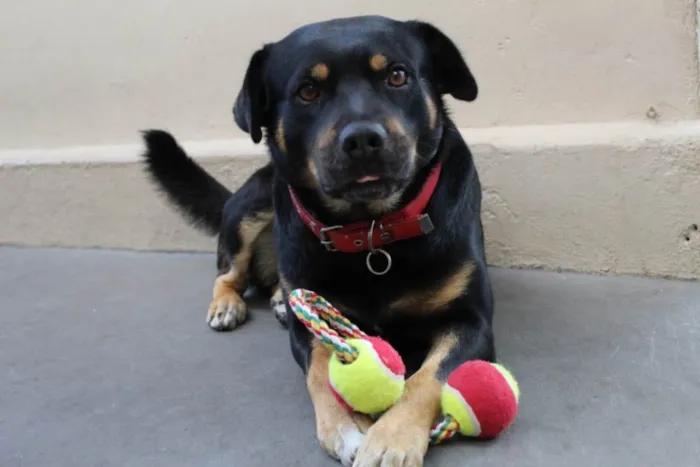 Cachorro ra a SRD/rottweiler  idade 5 anos nome Nuno