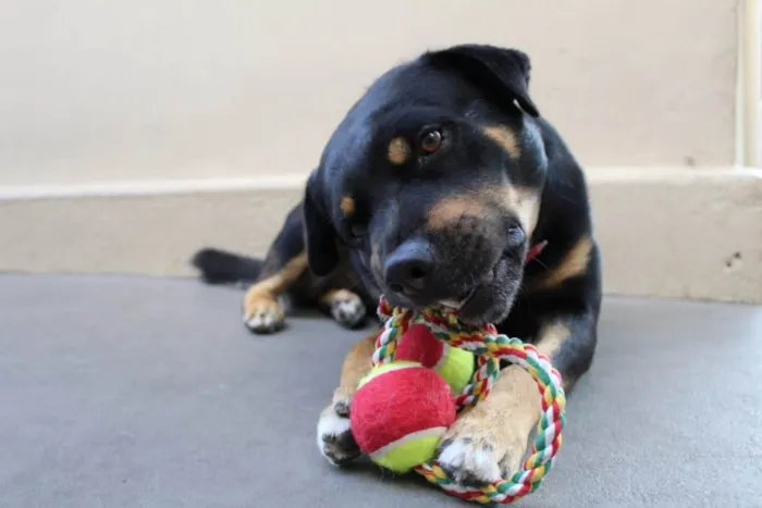 Cachorro ra a SRD/rottweiler  idade 5 anos nome Nuno