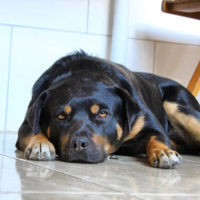 Cachorro ra a SRD/rottweiler  idade 5 anos nome Nuno
