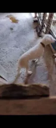 Peludinho