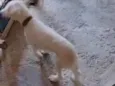 Peludinho