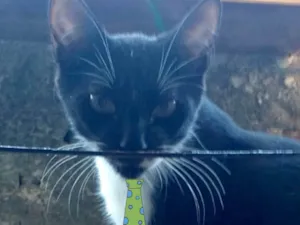 Gato raça Mestiço  idade 2 a 6 meses nome Theo 