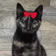 Bela 