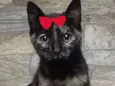 Bela 