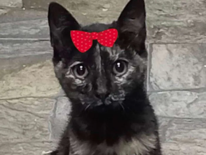 Gato ra a Mestiça  idade 2 a 6 meses nome Bela 