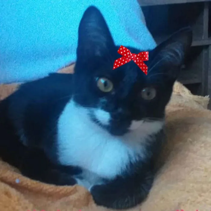 Gato ra a Mestiça  idade 2 a 6 meses nome Meg 