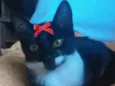 Meg 