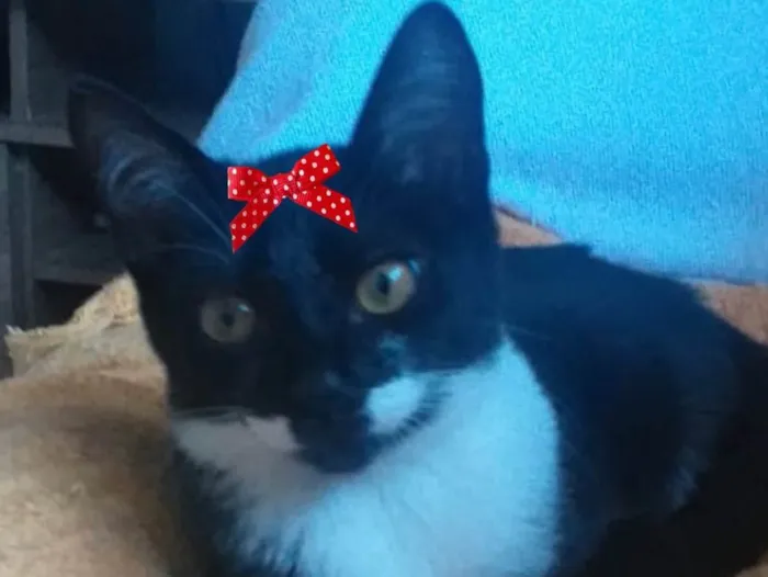 Gato ra a Mestiça  idade 2 a 6 meses nome Meg 