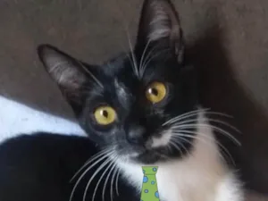 Gato raça Mestiço  idade 2 a 6 meses nome Thomas 