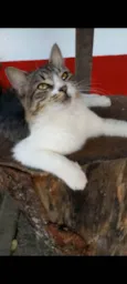 BENEDITA