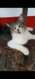 BENEDITA
