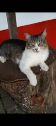BENEDITA