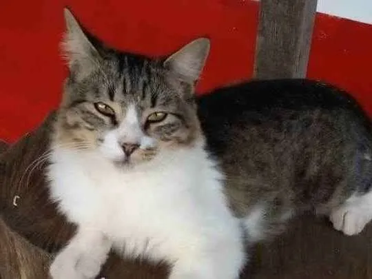 Gato ra a srd tricolor idade  nome BENEDITA 