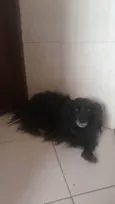 Bebe