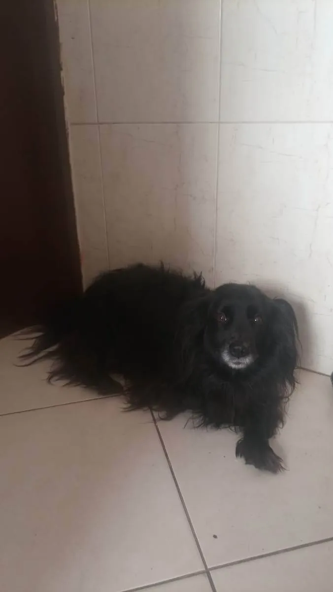 Cachorro ra a Não CEI a raça e peludo idade 4 anos nome Bebe