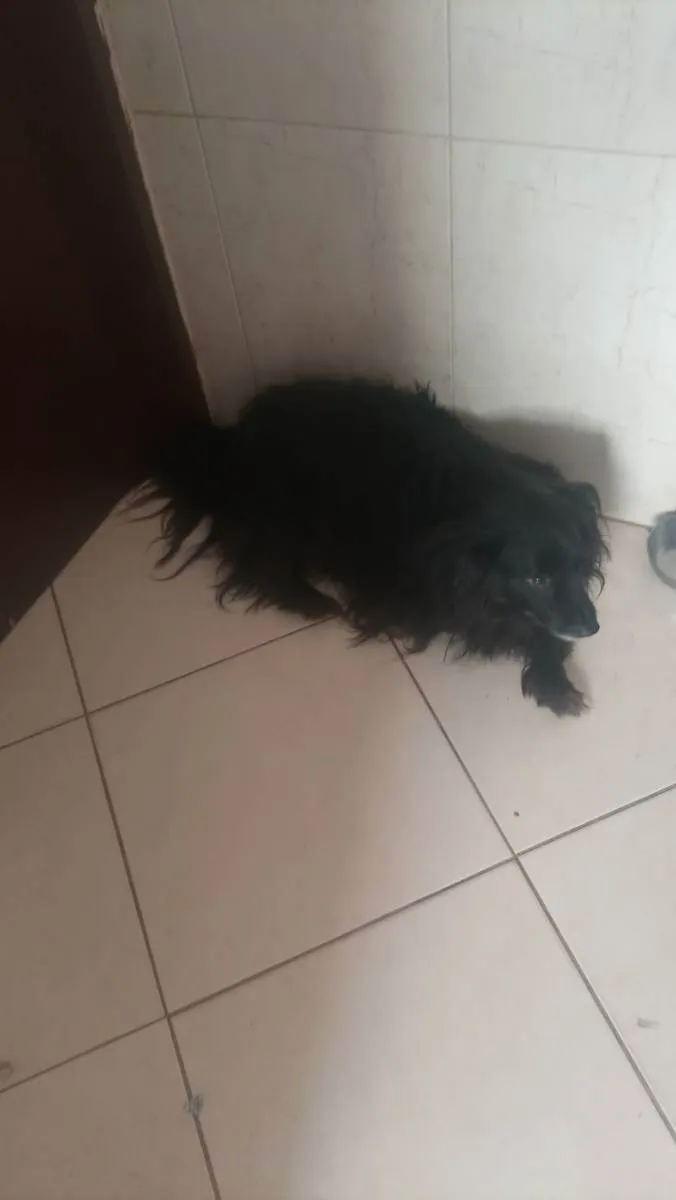 Cachorro ra a Não CEI a raça e peludo idade 4 anos nome Bebe