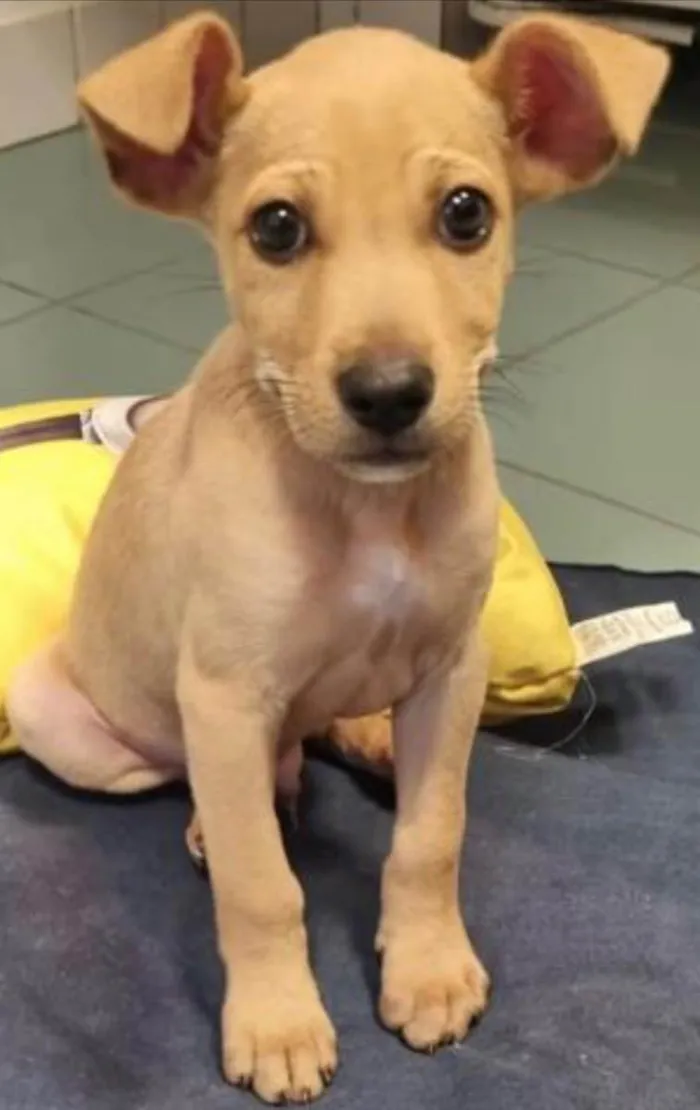 Cachorro ra a Srd idade 2 a 6 meses nome Loo
