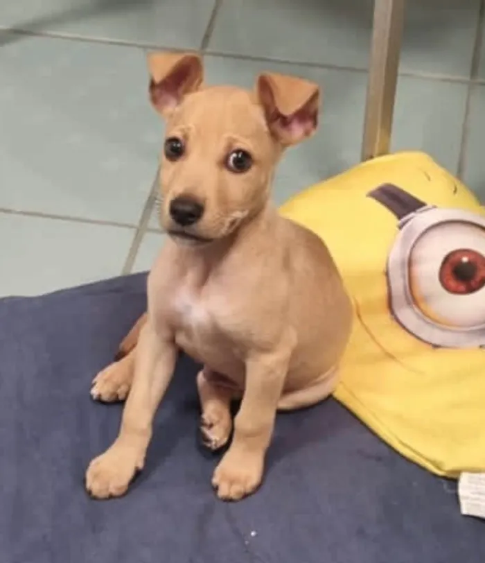 Cachorro ra a Srd idade 2 a 6 meses nome Loo