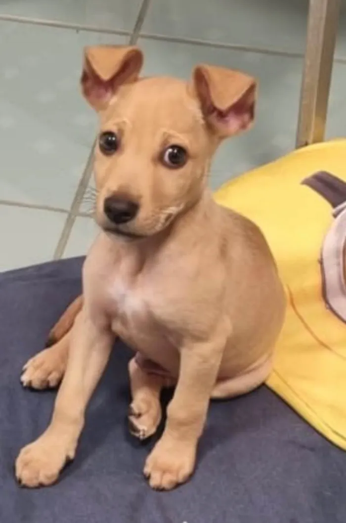 Cachorro ra a Srd idade 2 a 6 meses nome Loo