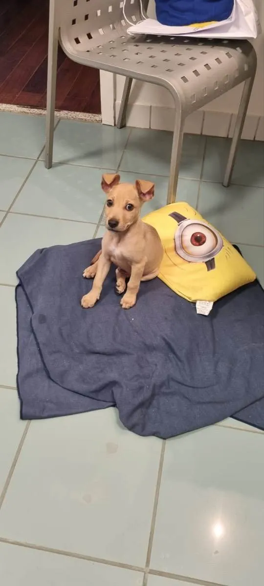 Cachorro ra a Srd idade 2 a 6 meses nome Loo