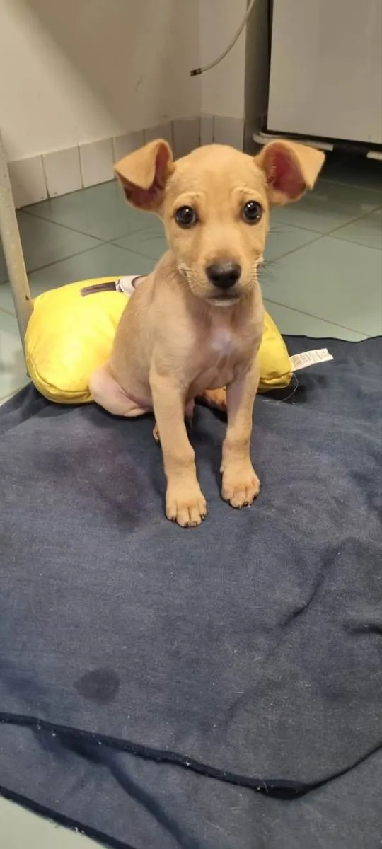 Cachorro ra a Srd idade 2 a 6 meses nome Loo