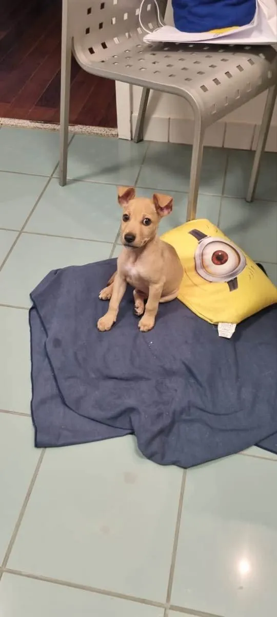 Cachorro ra a Srd idade 2 a 6 meses nome Loo