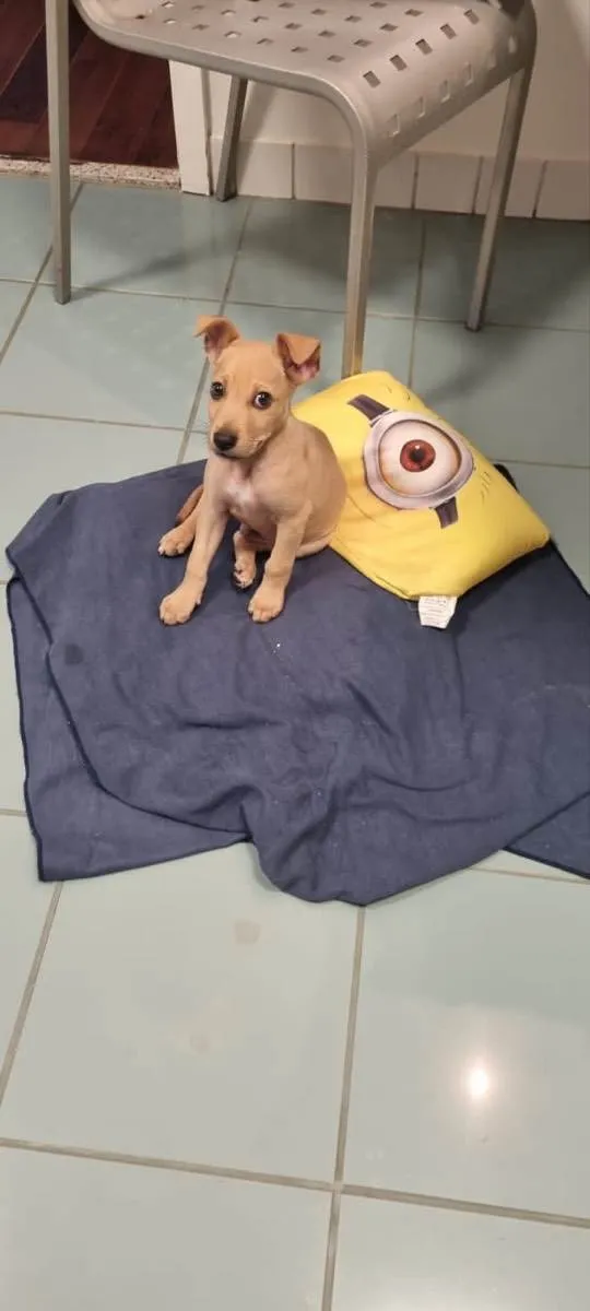 Cachorro ra a Srd idade 2 a 6 meses nome Loo