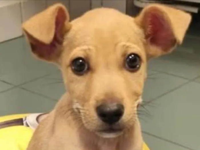 Cachorro ra a Srd idade 2 a 6 meses nome Loo