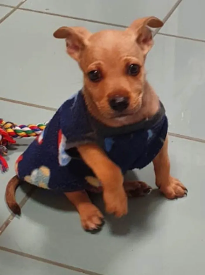 Cachorro ra a Srd idade 2 a 6 meses nome Loo