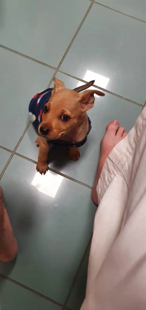 Cachorro ra a Srd idade 2 a 6 meses nome Loo