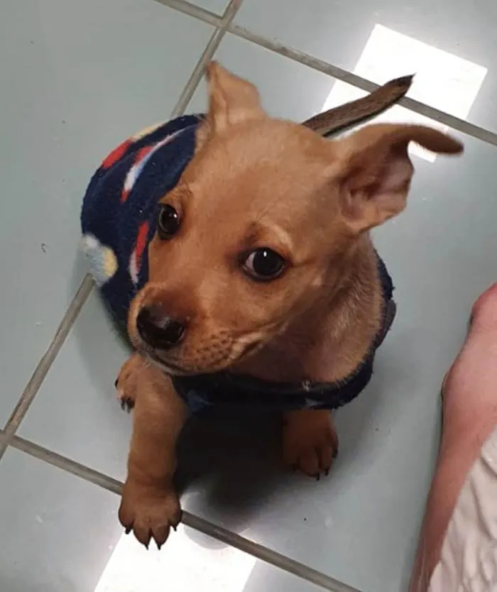 Cachorro ra a Srd idade 2 a 6 meses nome Loo