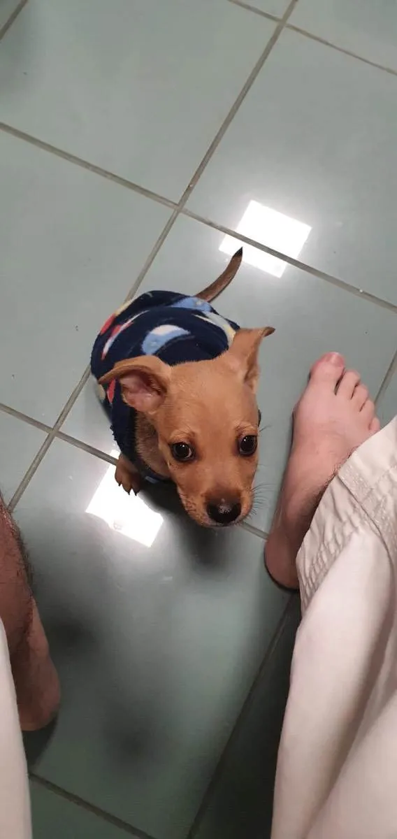 Cachorro ra a Srd idade 2 a 6 meses nome Loo