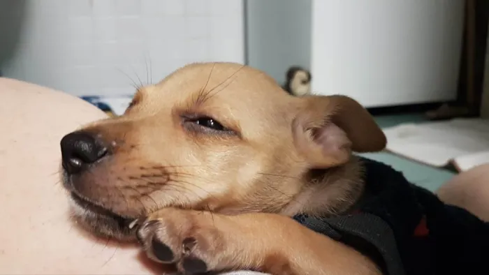 Cachorro ra a Srd idade 2 a 6 meses nome Loo