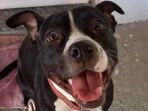 Cachorro raça Pitbull idade 2 anos nome Dara