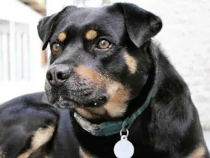 Cachorro raça SRD/rottweiler  idade 5 anos nome Nuno