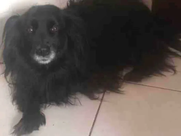 Cachorro ra a Não CEI a raça e peludo idade 4 anos nome Bebe