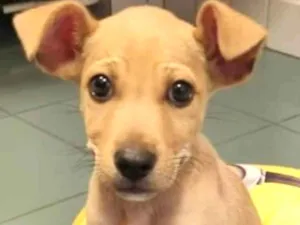 Cachorro raça Srd idade 2 a 6 meses nome Loo