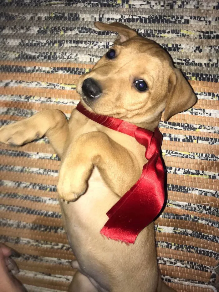 Cachorro ra a VIra-lata idade Abaixo de 2 meses nome Filhotes (doação)