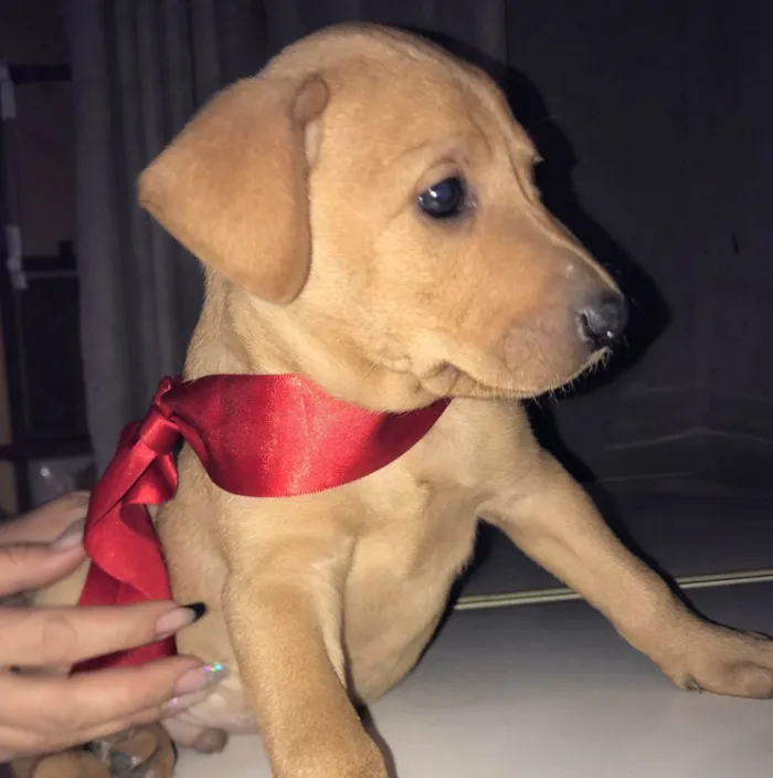 Cachorro ra a VIra-lata idade Abaixo de 2 meses nome Filhotes (doação)