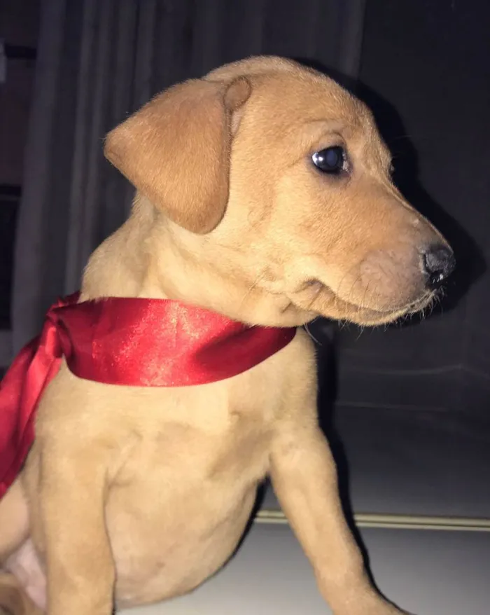 Cachorro ra a VIra-lata idade Abaixo de 2 meses nome Filhotes (doação)
