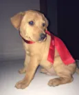 Filhotes (doação)