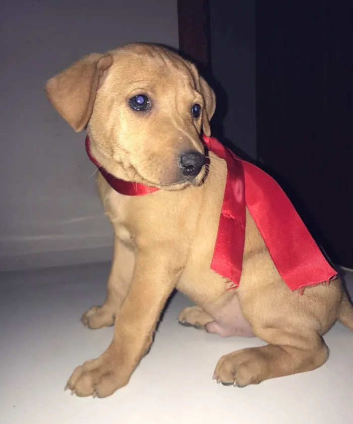 Cachorro ra a VIra-lata idade Abaixo de 2 meses nome Filhotes (doação)